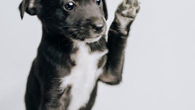 How to Train Your Puppy to Sit This Year