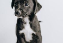 Mastering the Stay Command for Your New Puppy