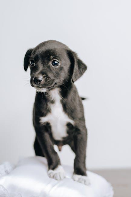 Mastering the Stay Command for Your New Puppy
