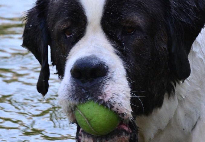 Should Dogs Be Taught to Obey Commands from Multiple Owners