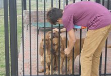 How to Train Your Dog to Stop Jumping on People Permanently