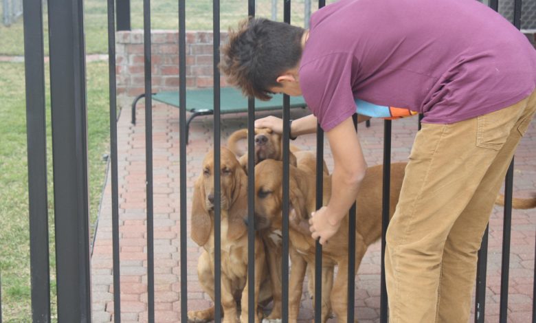 How to Train Your Dog to Stop Jumping on People Permanently