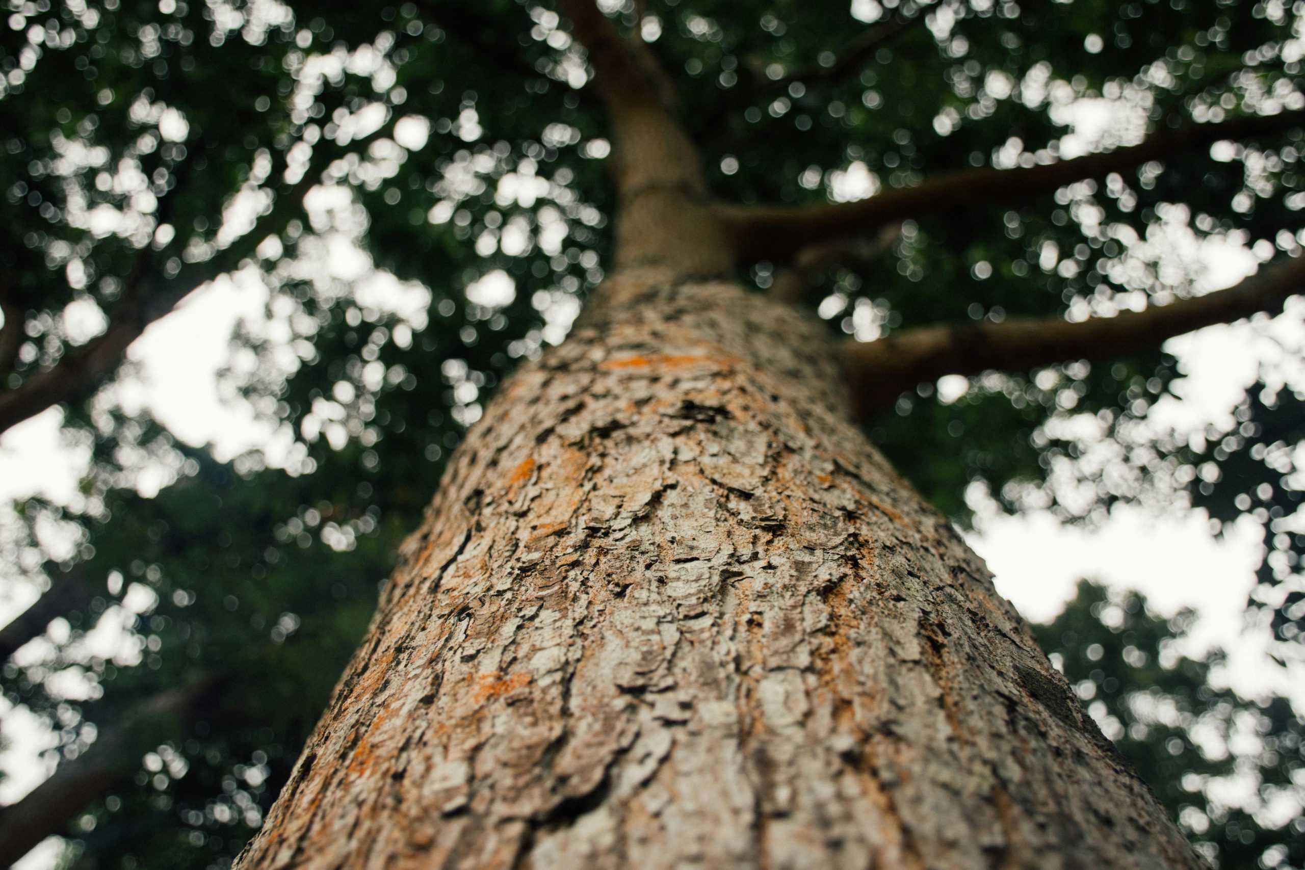 Are Bark Collars a Quick Fix or a Cruel Solution