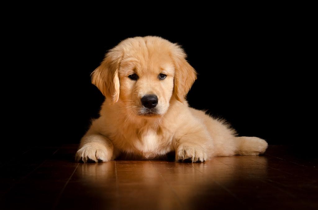 Understanding the Reasons Behind Your Dogs Chewing Behavior