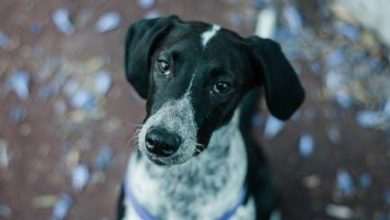 Are Dog Parks Good or Bad for Puppy Socialization