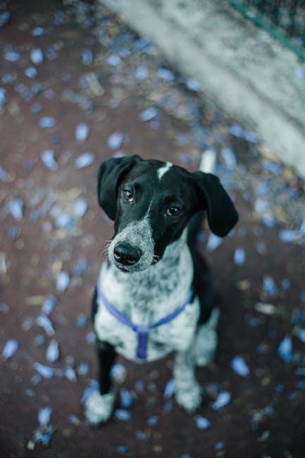 Are Dog Parks Good or Bad for Puppy Socialization