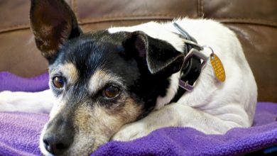 How to Teach Your Dog Basic Obedience Commands at Home