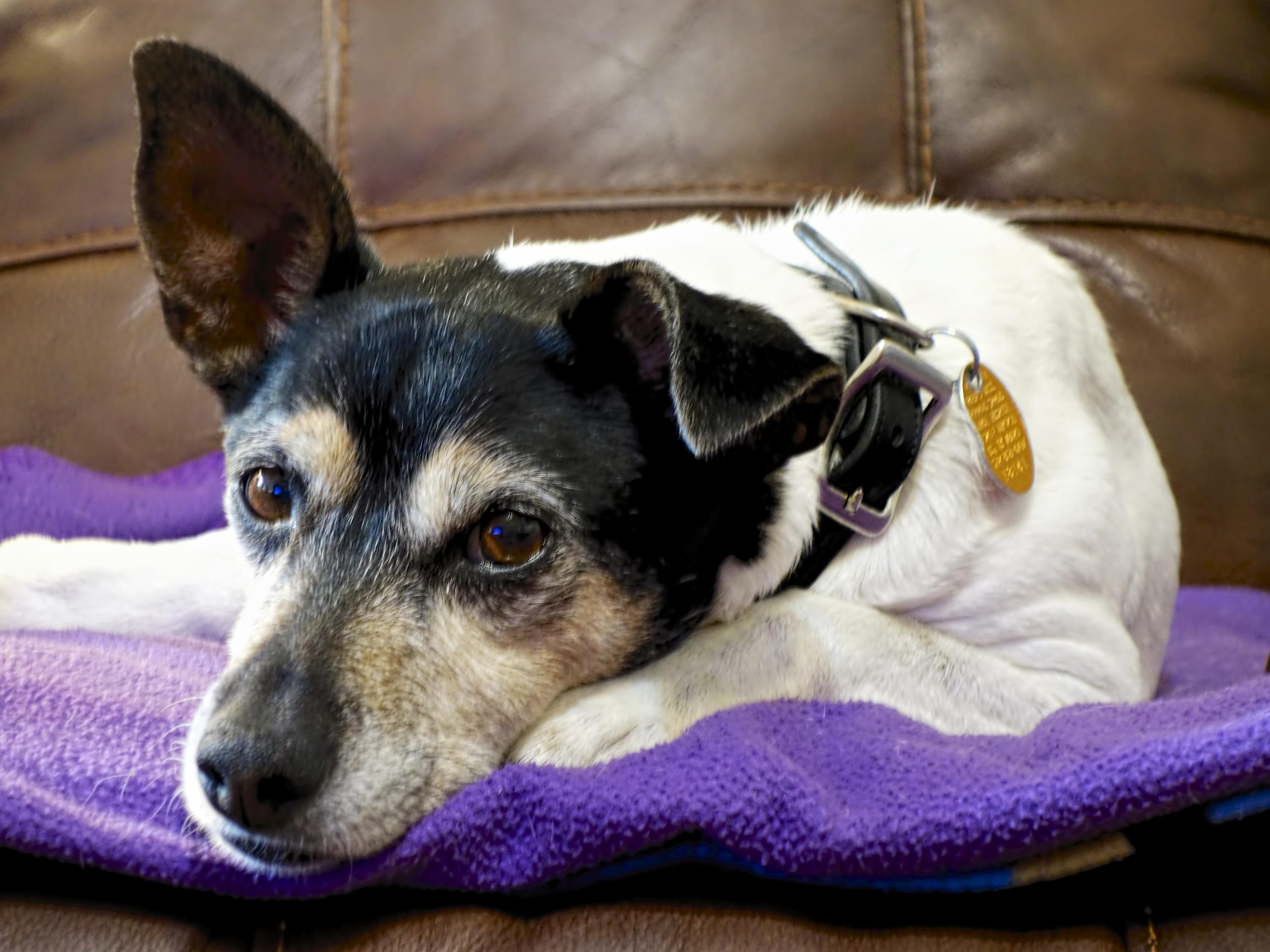 How to Teach Your Dog Basic Obedience Commands at Home