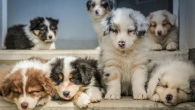 How to prevent social anxiety in puppies through early exposure