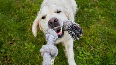 What Drives a Pet’s Desire to Dig or Chew: A Psychological Analysis