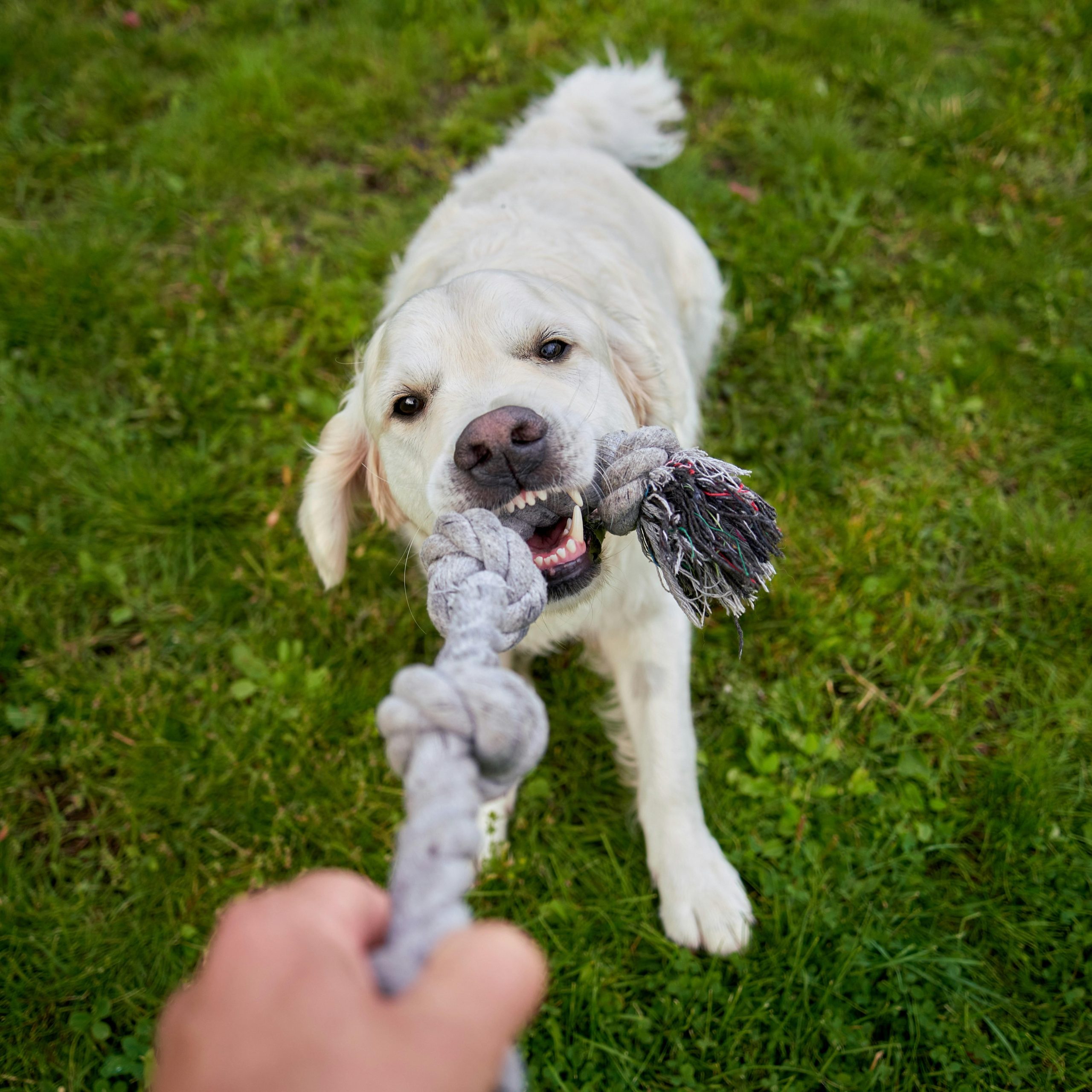 What Drives a Pet’s Desire to Dig or Chew: A Psychological Analysis