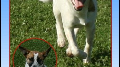 Should Pets With Severe Behavioral Issues Be Euthanized