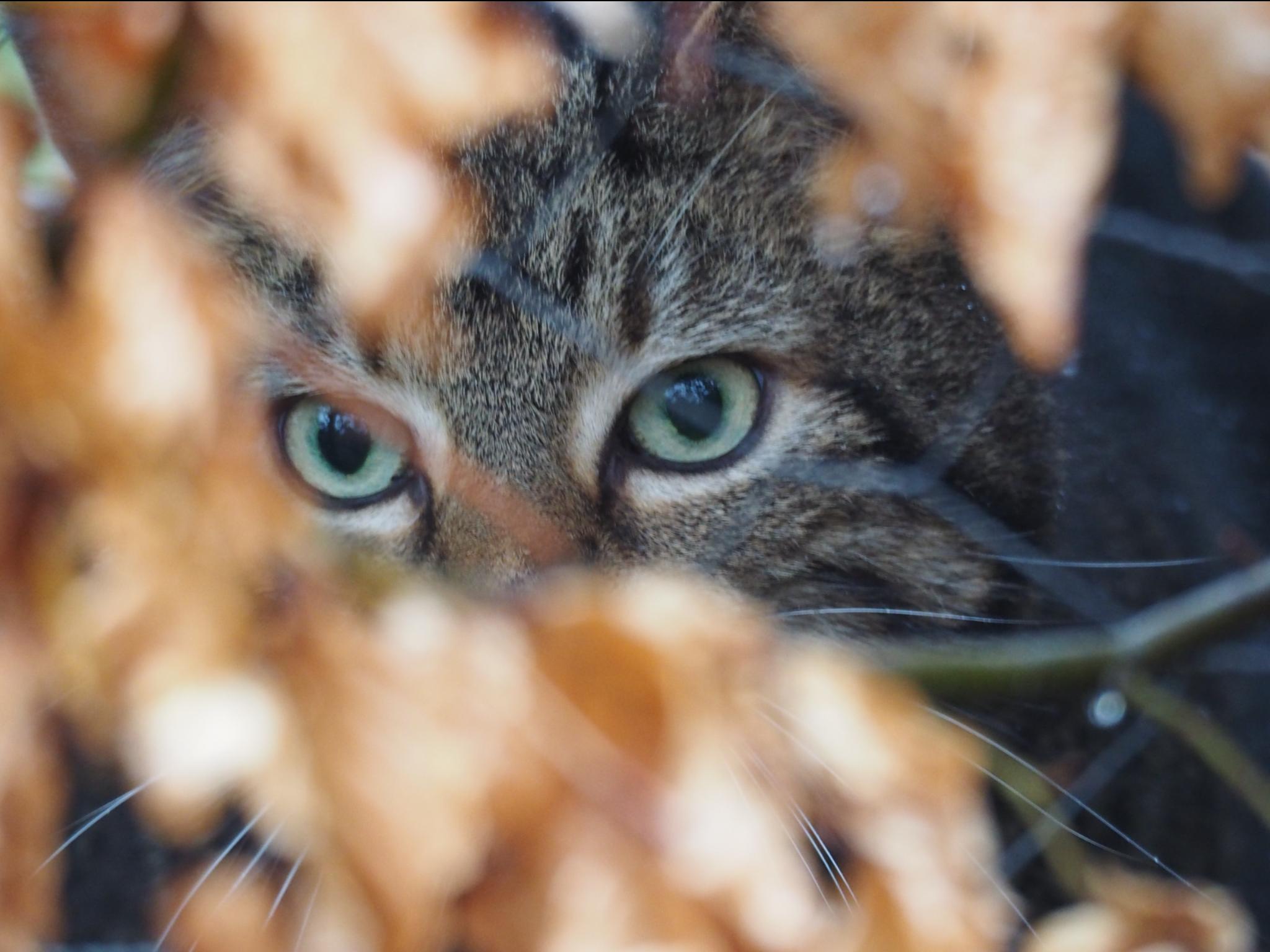 Why Some Pets Are More Nervous in Public Spaces