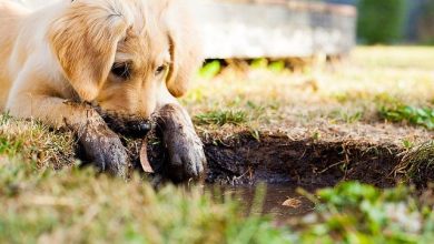 How to Train a Puppy to Stay Focused During Walks