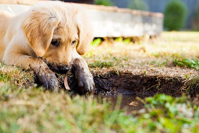 How to Train a Puppy to Stay Focused During Walks