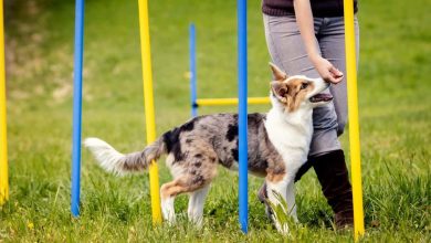 The Ultimate Guide to Teaching Your Dog to Stay