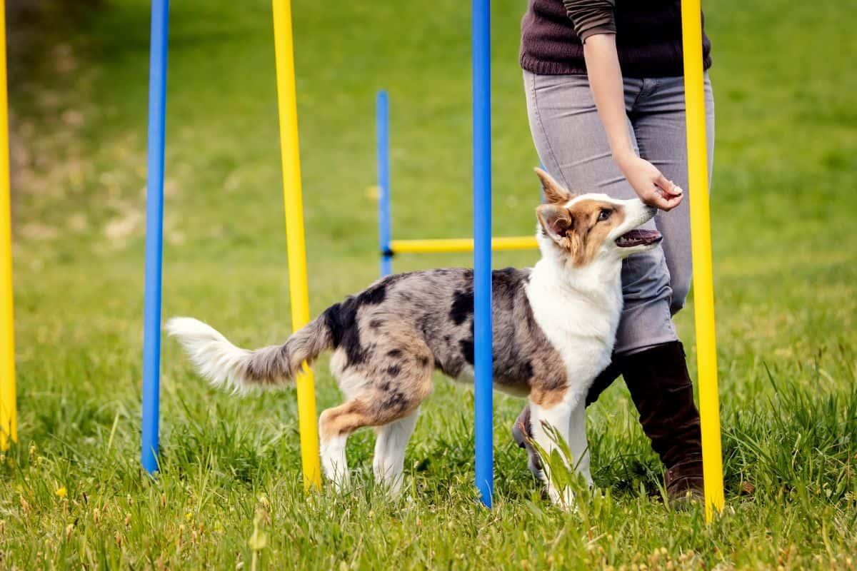 The Ultimate Guide to Teaching Your Dog to Stay