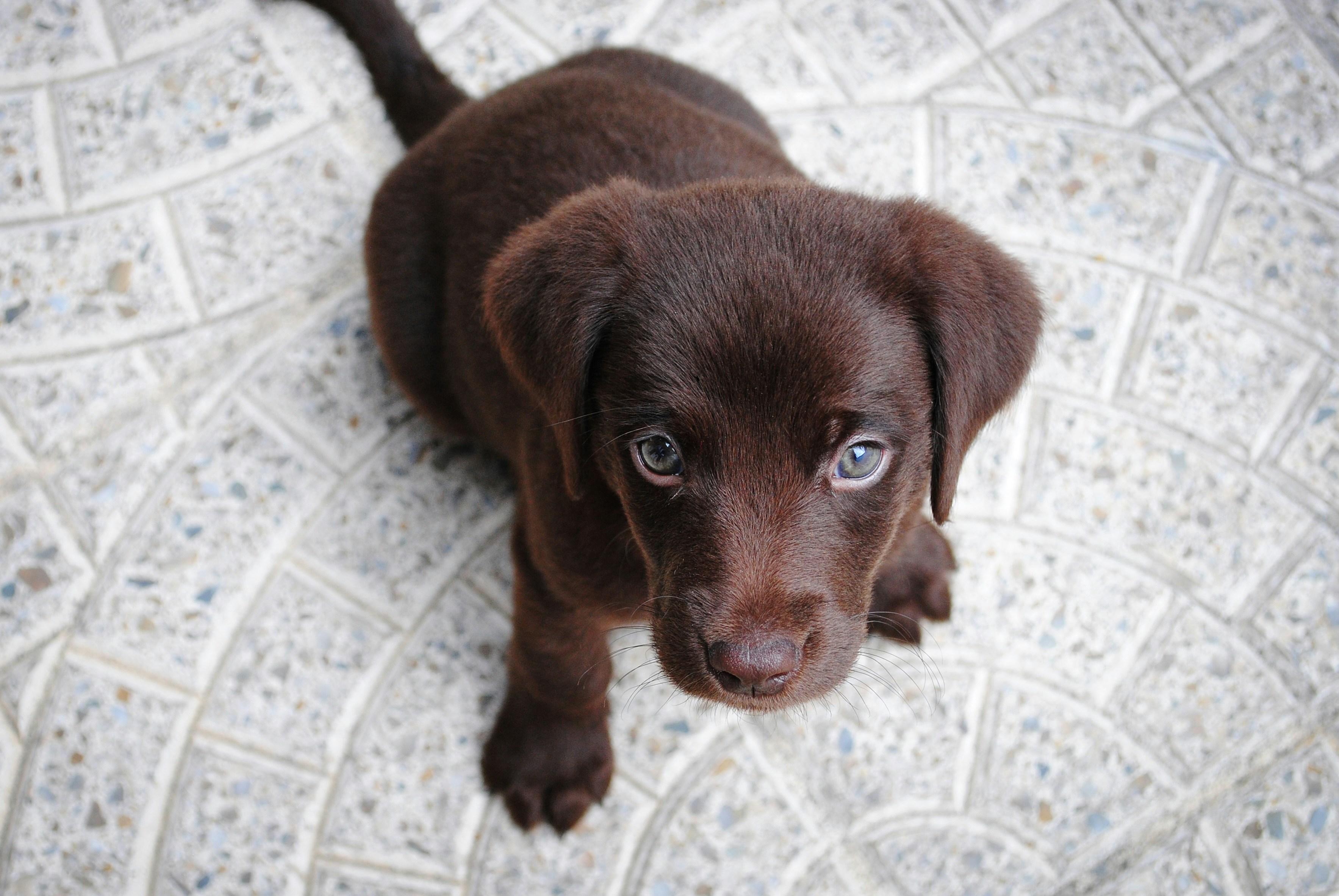 Practical Tips for ​Gentle and Positive⁤ Puppy‌ Training