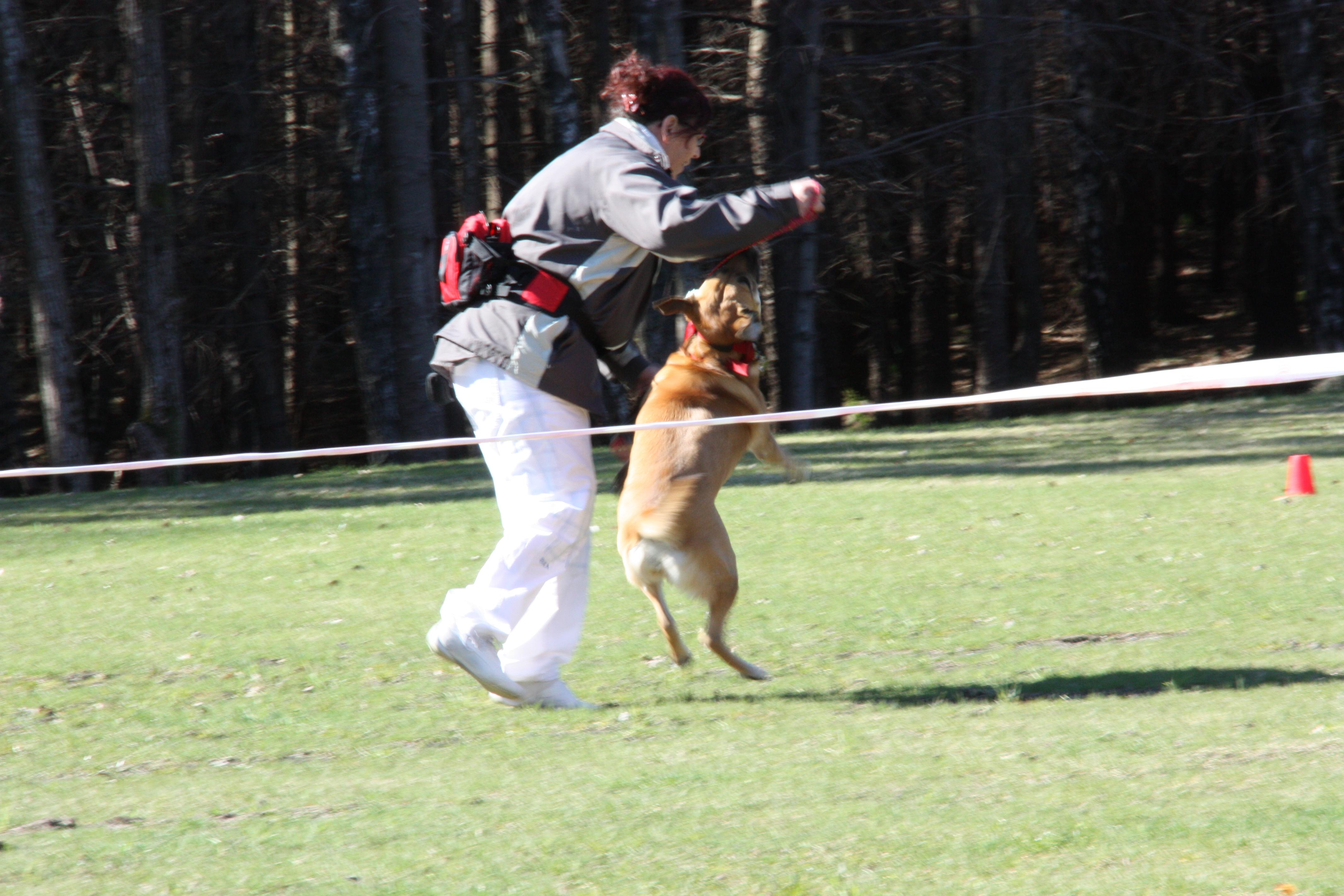 Effective Strategies for Safe Off-Leash Training in Public Spaces