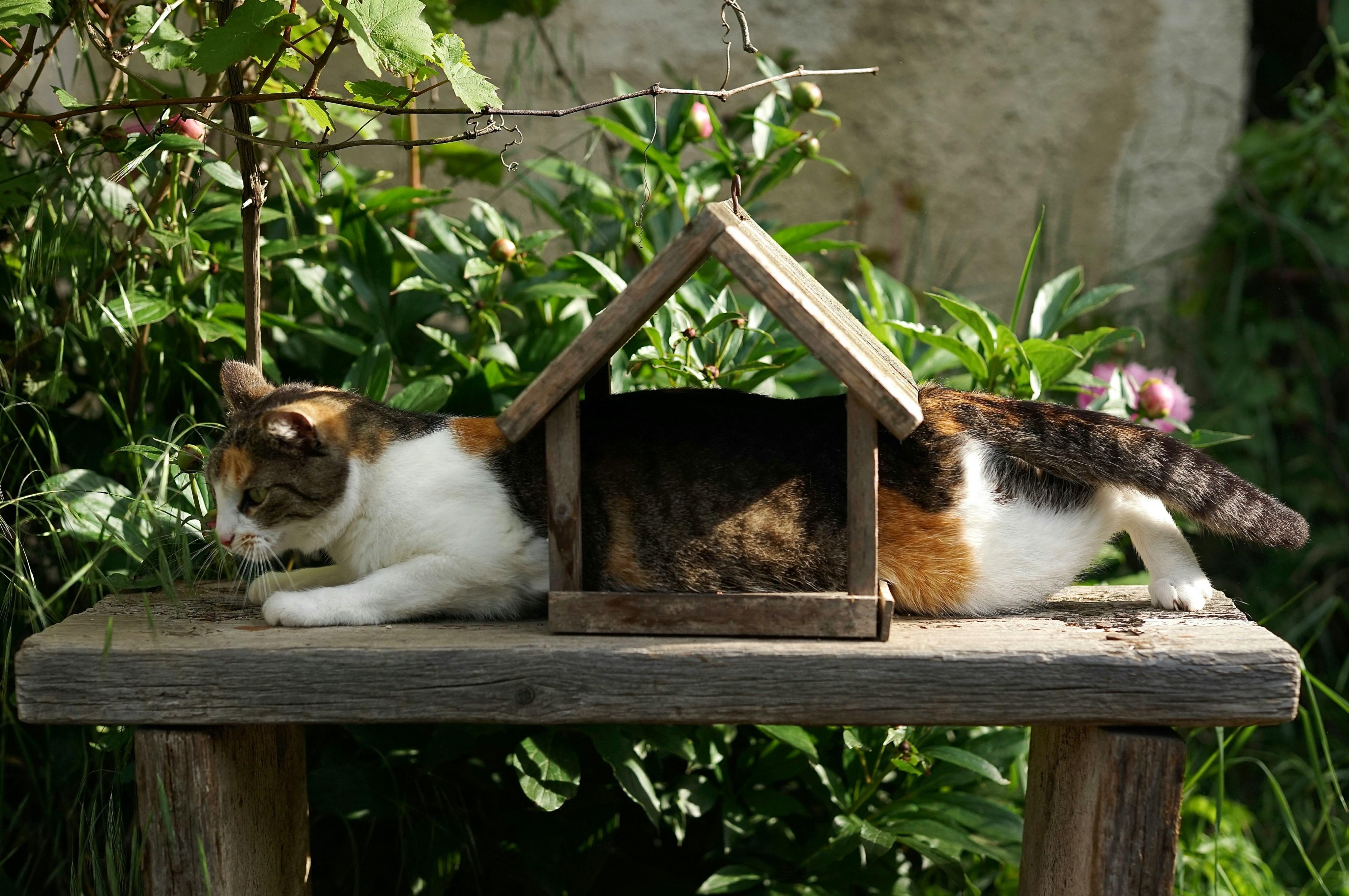 Understanding Envy: A Closer Look at Animal Emotions