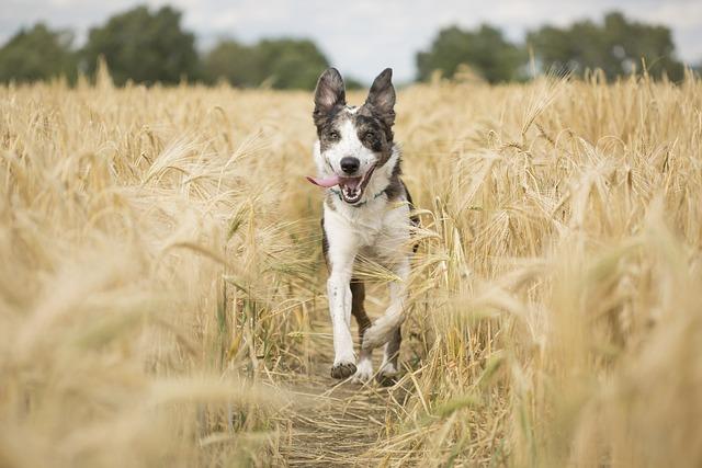 Balancing Play and Treats for Optimal Learning