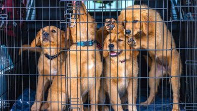 Crate training for puppies who resist confinement