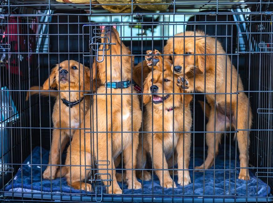 Crate training for puppies who resist confinement