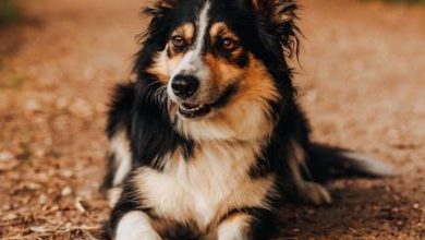 Best ways to introduce a dog to a new family member