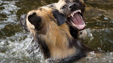 The Psychology of Aggression in Dogs and How to Manage It