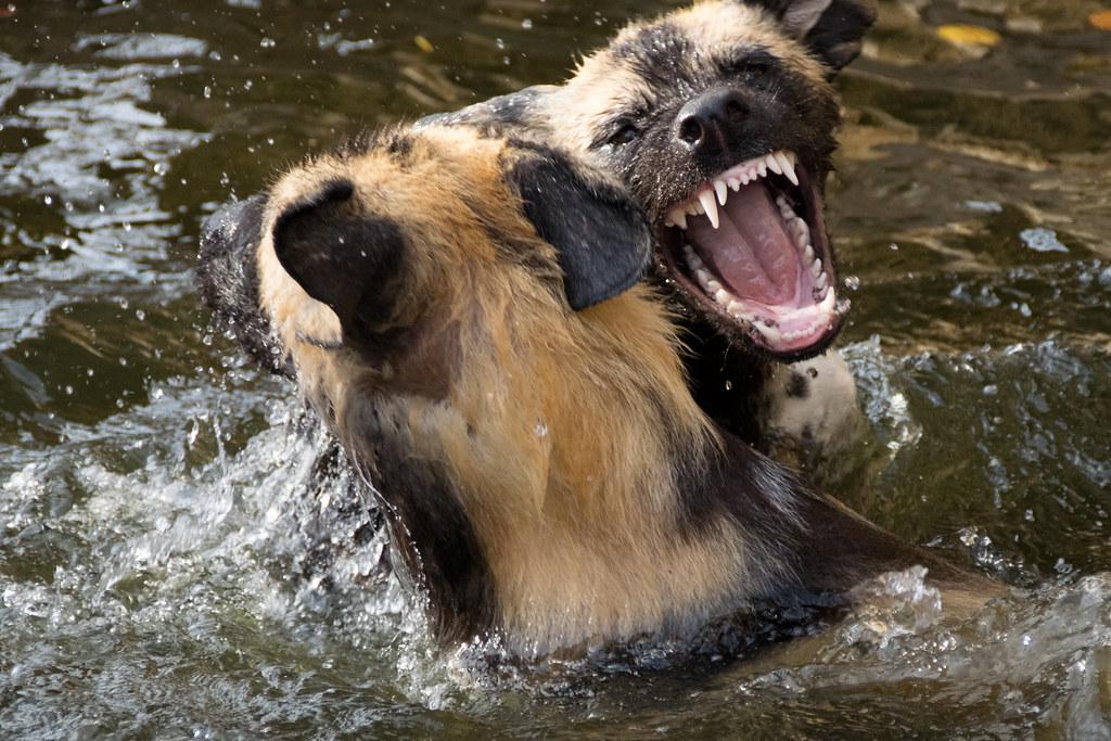The Psychology of Aggression in Dogs and How to Manage It