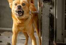 Is It Safe to Train Aggressive Dogs in Group Classes