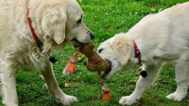 Effective methods to stop a dog from guarding its toys