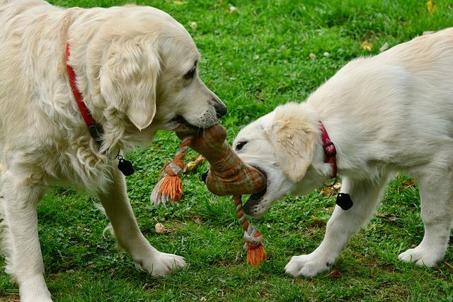 Effective methods to stop a dog from guarding its toys