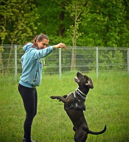 Should Dogs Be Trained to Follow Commands Without Rewards