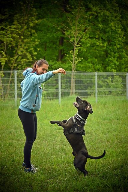 Should Dogs Be Trained to Follow Commands Without Rewards