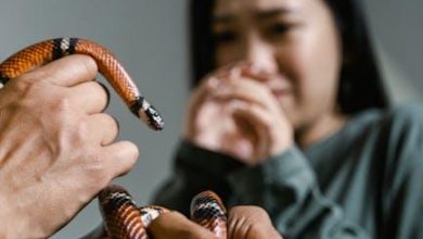 The Connection Between Fear and Aggression in Pets
