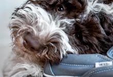 Should You Correct or Ignore Bad Puppy Behavior