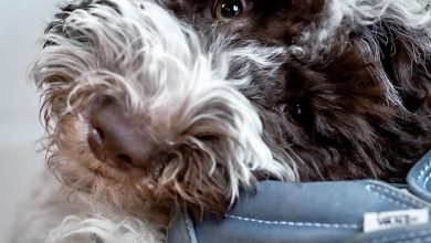 Should You Correct or Ignore Bad Puppy Behavior