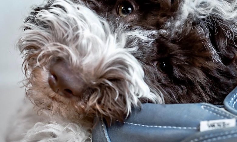 Should You Correct or Ignore Bad Puppy Behavior