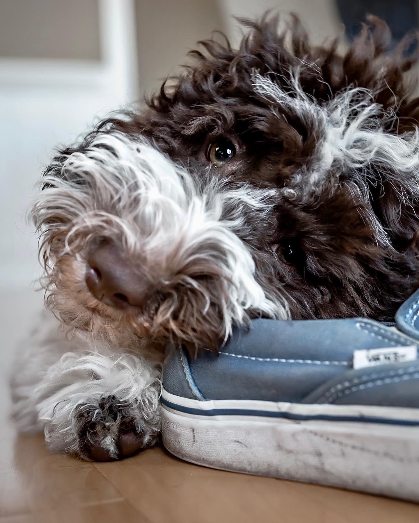 Should You Correct or Ignore Bad Puppy Behavior