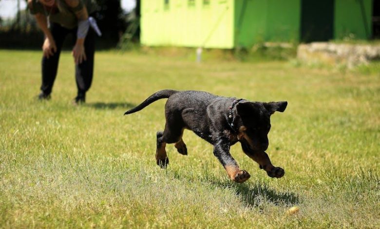 The Best Methods to Train a Dog to Ignore Other Animals