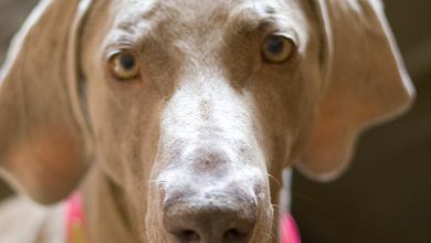 Are Professional Dog Trainers Over-Reliant on Treats