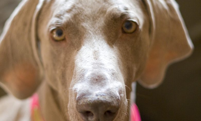 Are Professional Dog Trainers Over-Reliant on Treats