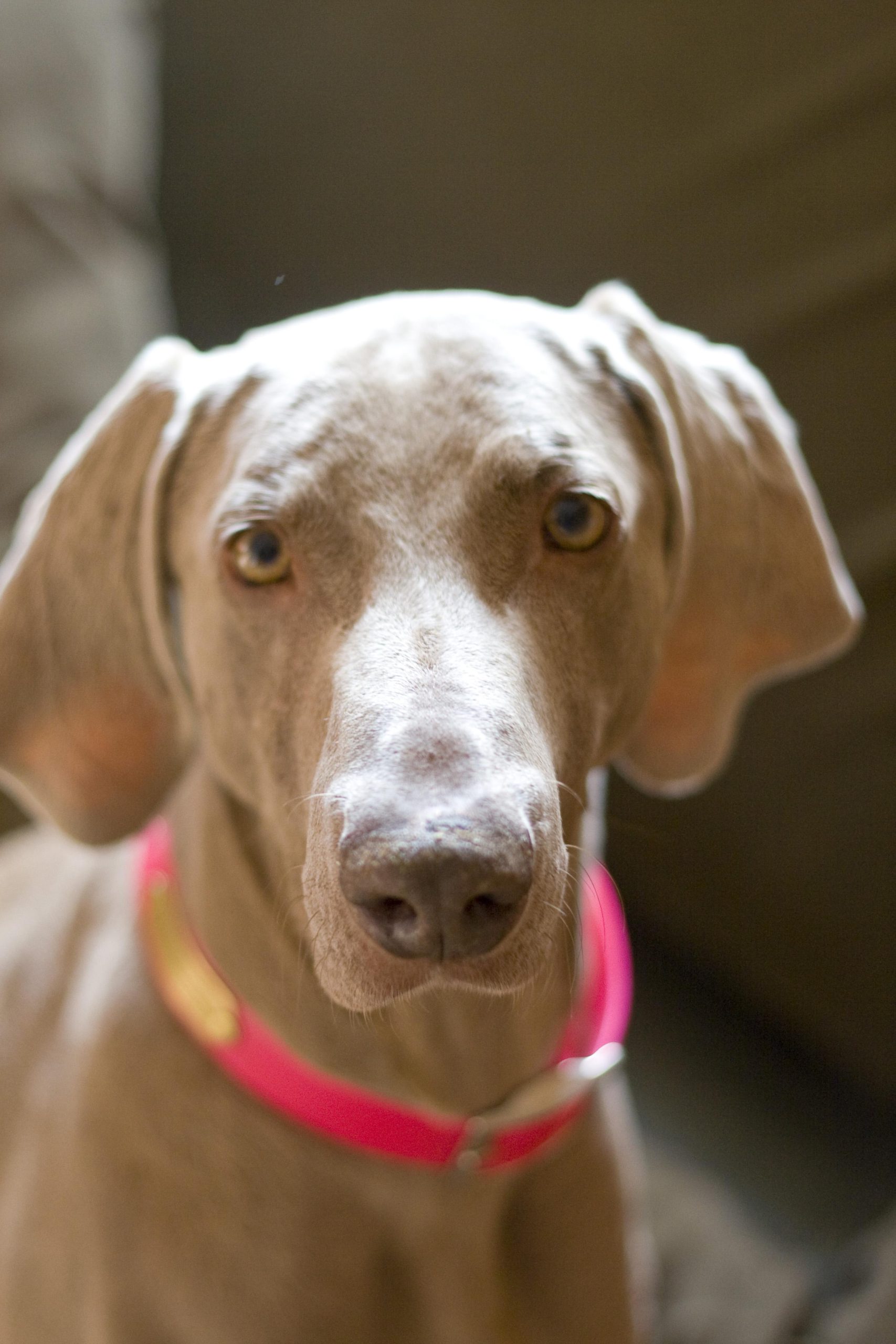 Are Professional Dog Trainers Over-Reliant on Treats