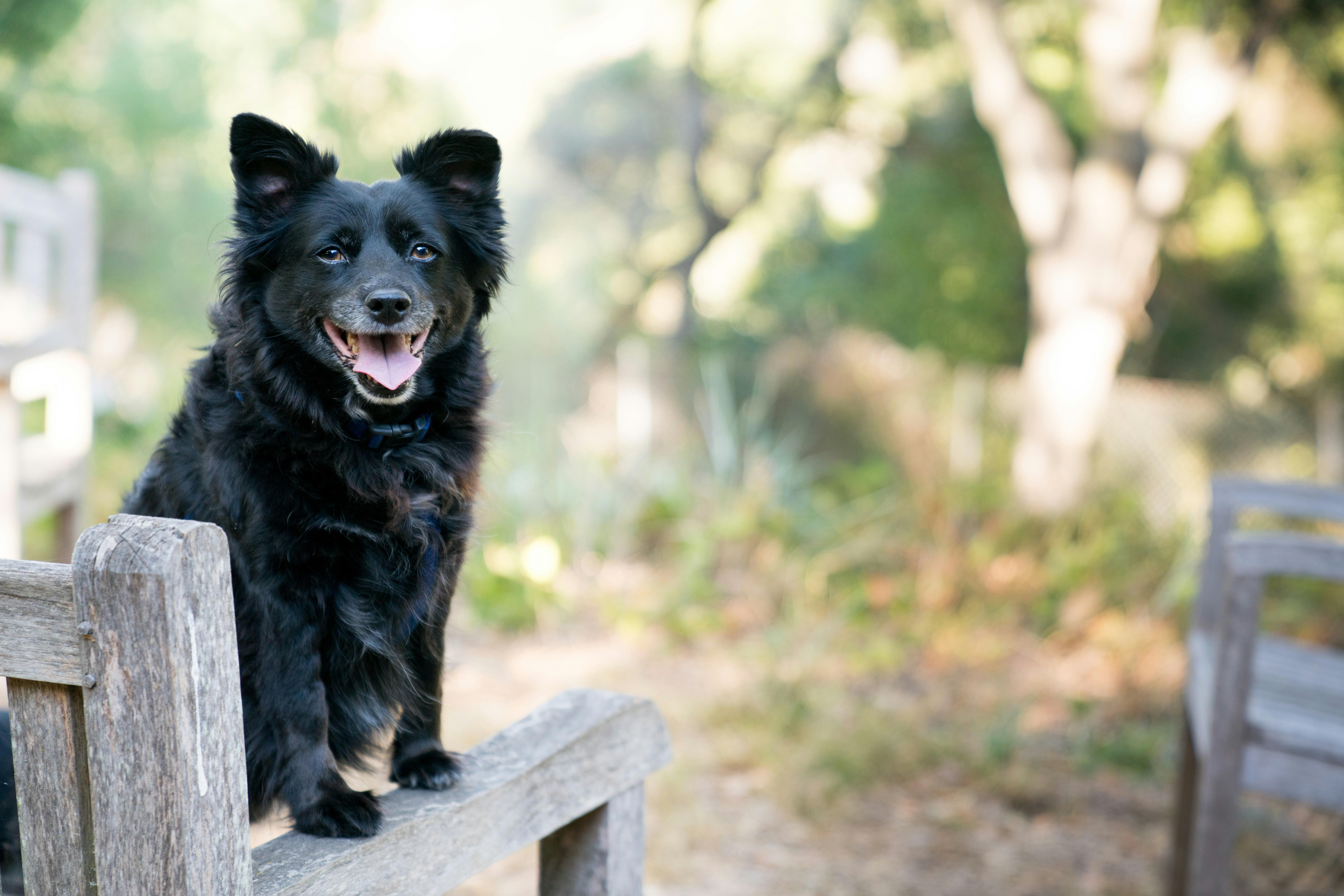 Training Techniques to Help Your Dog Cope with Loud Noises