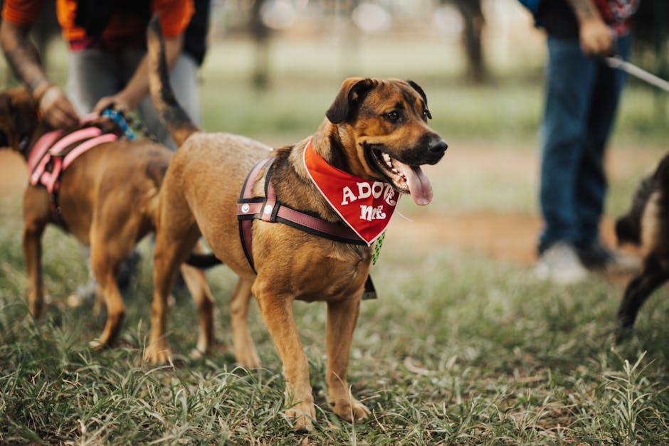 Building Better⁤ Bonds: Enhancing ​Your Dogs Social Skills Through Training