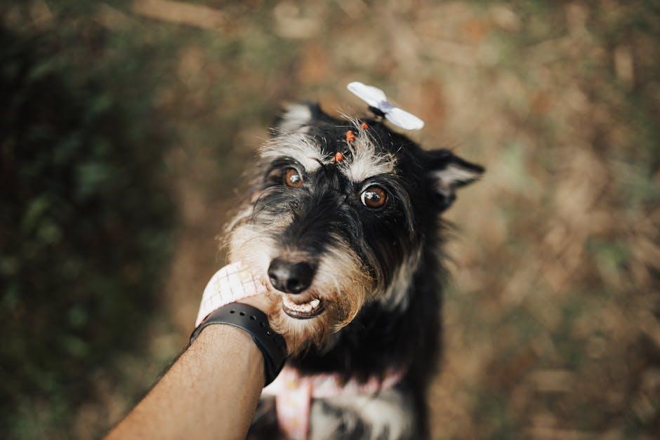 Recognizing the Signs: How to Tell If Your Pet is Attached to You