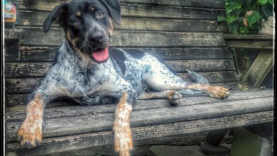 The cognitive process behind a pet’s learning abilities