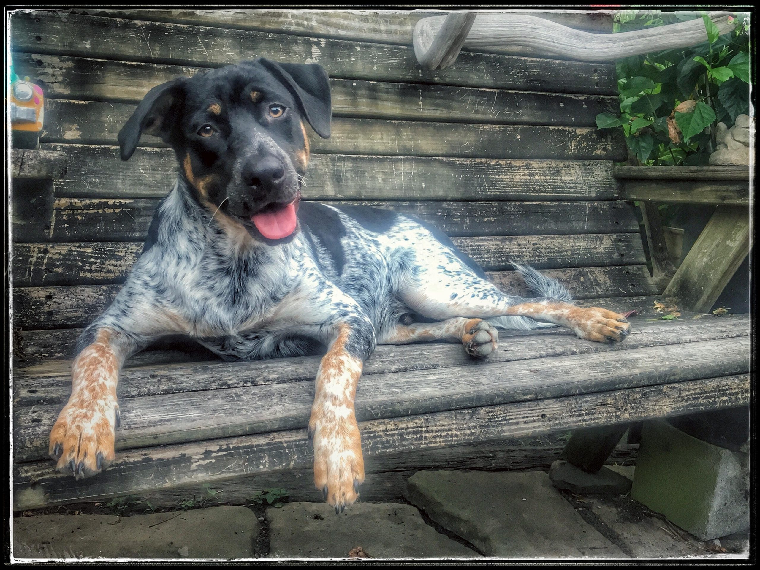 The cognitive process behind a pet’s learning abilities