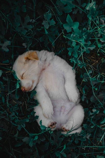 Benefits of Outdoor Sleeping for Puppies